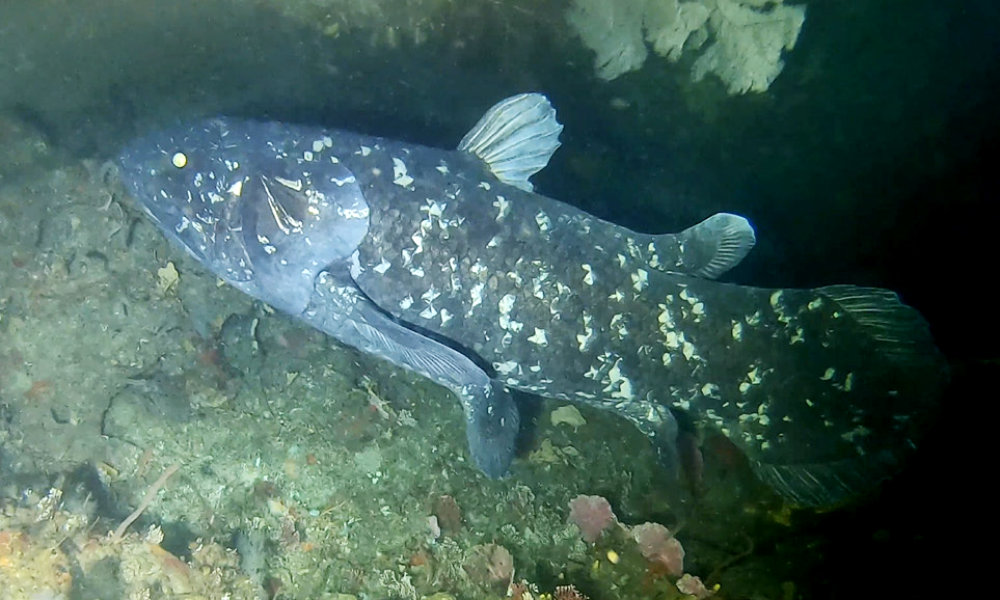 A live coelacanth discovered off the KwaZulu-Natal South Coast, South Africa.